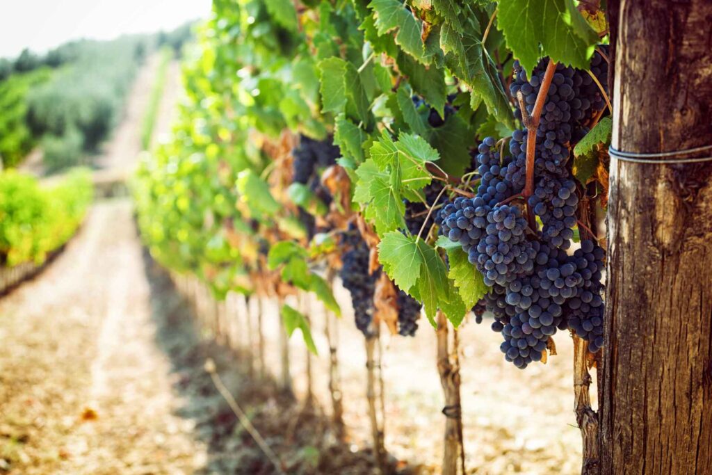 ruta del vino somontano
